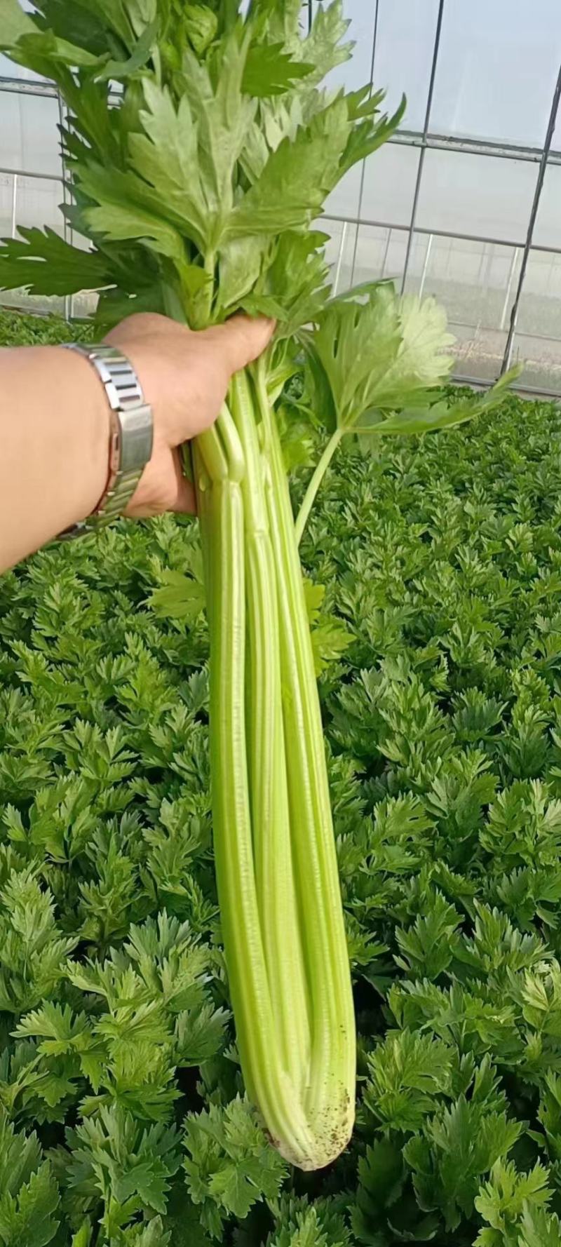 万亩精品西芹大量有货，需要的老板可以联系我，质量保证，