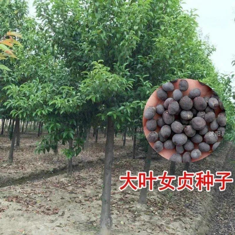 大叶女贞种子新采小叶女贞种子水蜡种子女贞树苗种子常绿绿化