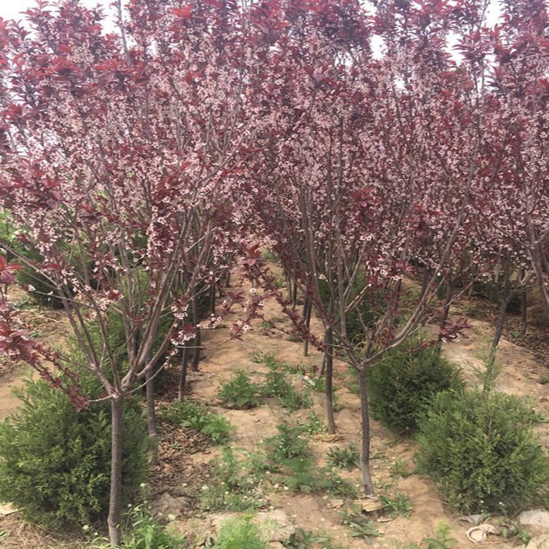 新采红叶李种子紫叶李种子紫叶稠李种紫叶李树苗红叶李树