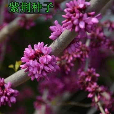 新采紫荆种子巨紫荆种子紫荆树种子紫荆花种子庭院花种子