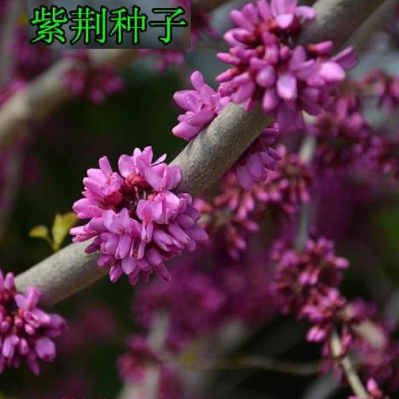 新采紫荆种子巨紫荆种子紫荆树种子紫荆花种子庭院花种子