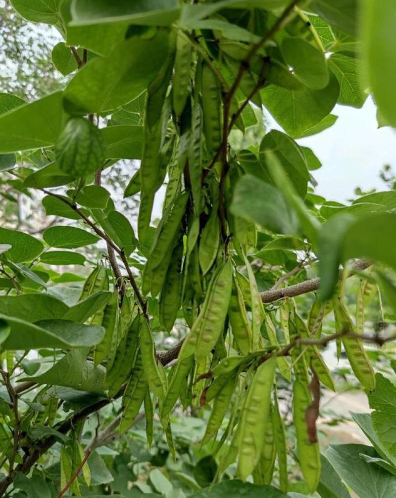 新采紫荆种子巨紫荆种子紫荆树种子紫荆花种子庭院花种子
