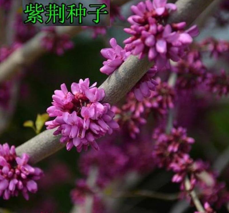 新采紫荆种子巨紫荆种子紫荆树种子紫荆花种子庭院花种子