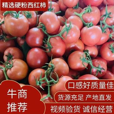 西红柿，普罗旺斯品种发往全国，产地直销！一手货源！