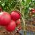 西红柿，普罗旺斯品种发往全国，产地直销！一手货源！