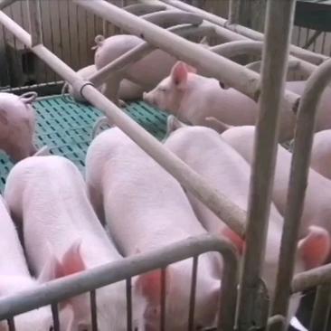 贵州种猪养殖场、出售太湖、长太、大约克、长白原种小母猪