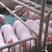 贵州种猪养殖场、出售太湖、长太、大约克、长白原种小母猪
