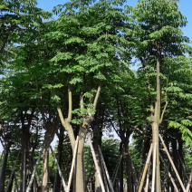 黄山栾树5-20公分，截杆，骨架货