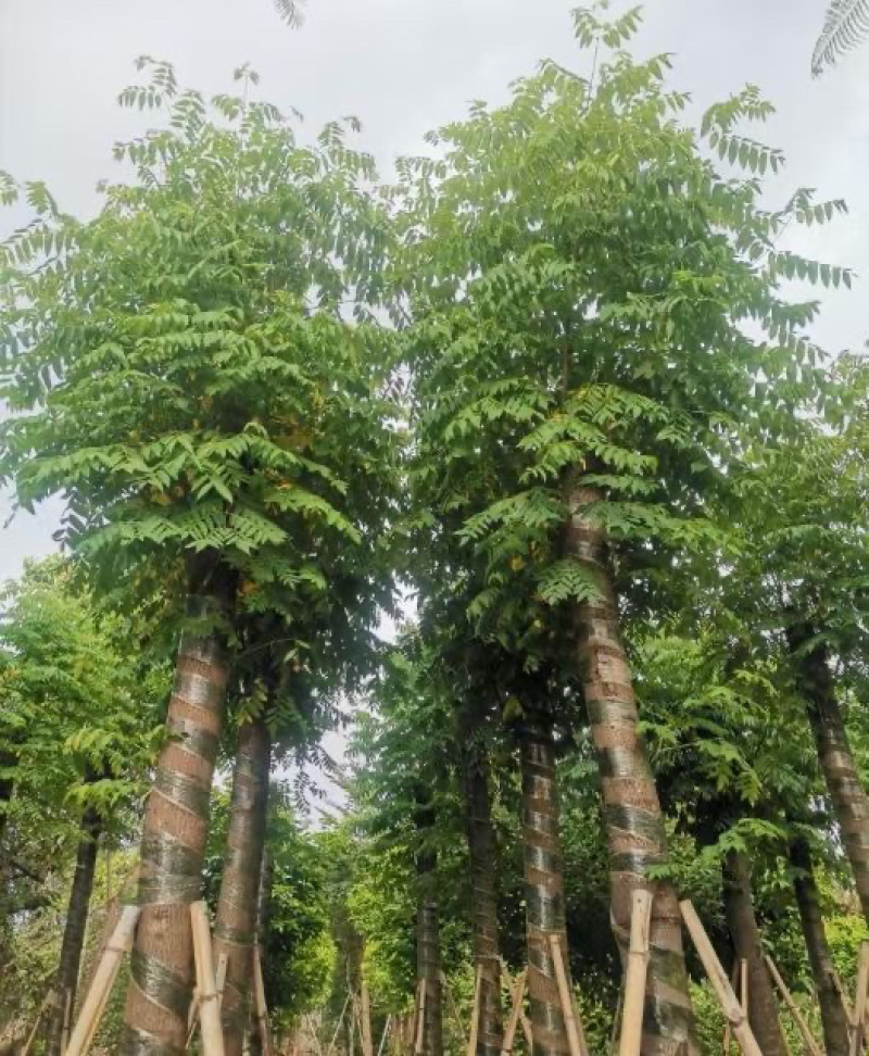 黄山栾树5-20公分，截杆，骨架货