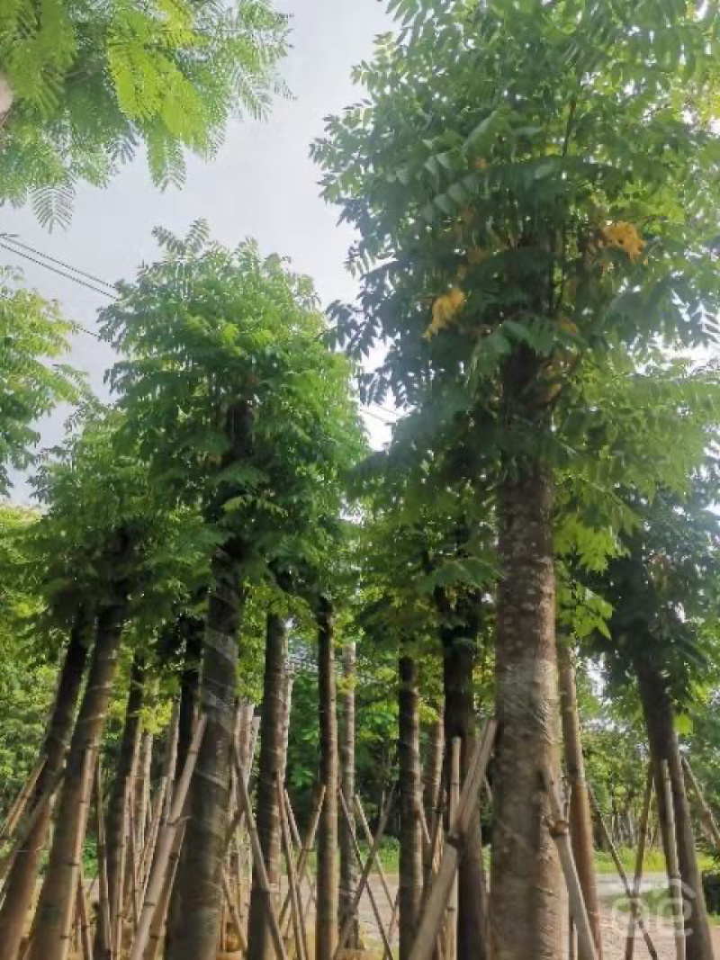 黄山栾树5-20公分，截杆，骨架货