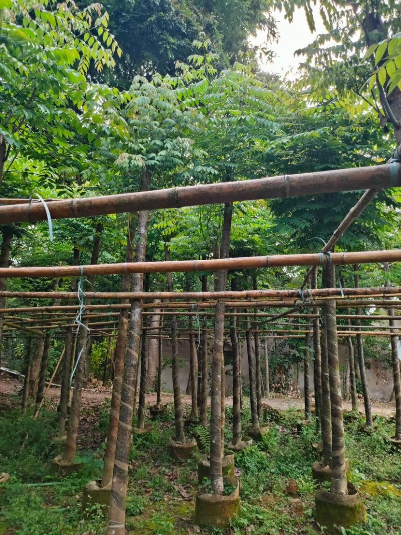 黄山栾树5-20公分，截杆，骨架货