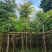 黄山栾树5-20公分，截杆，骨架货