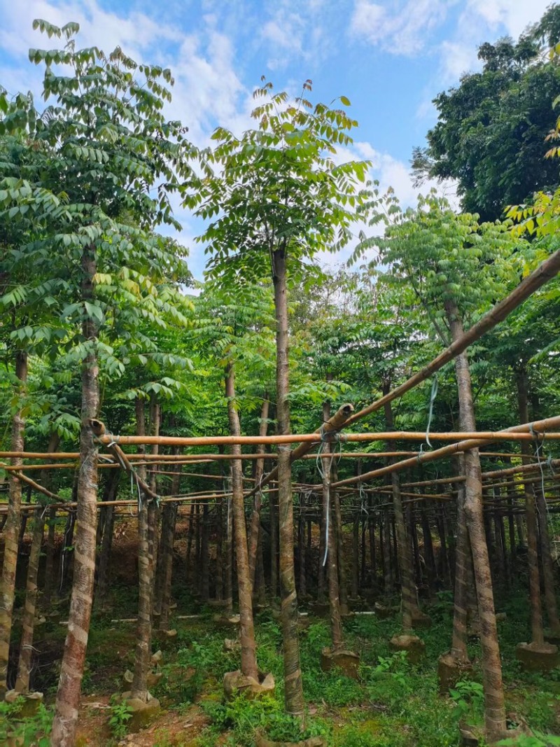 黄山栾树5-20公分，截杆，骨架货