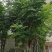 黄山栾树5-20公分，截杆，骨架货