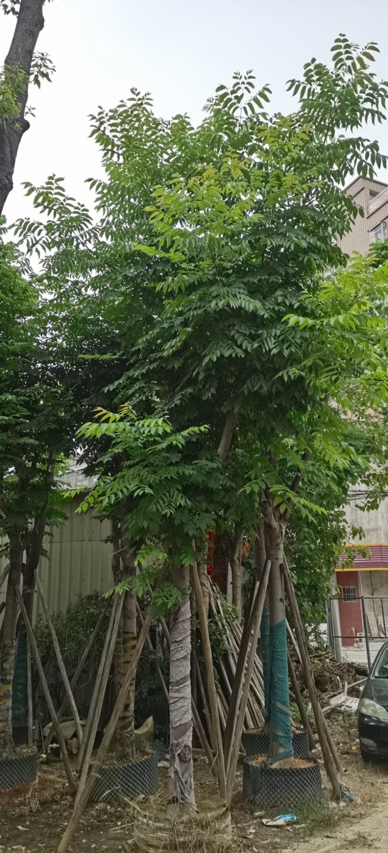 黄山栾树5-20公分，截杆，骨架货