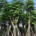黄山栾树5-20公分，截杆，骨架货
