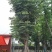 黄山栾树5-20公分，截杆，骨架货
