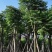 黄山栾树5-20公分，截杆，骨架货