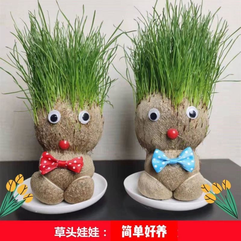 草头娃娃草头人可爱迷你小草人植物盆景长草迷你盆栽创意绿植
