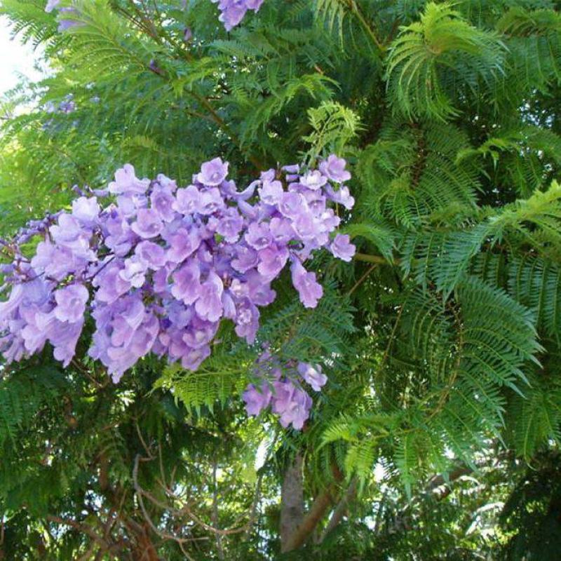 蓝花楹种子新种子庭院蓝楹花林木种子蓝花楹苗木种籽