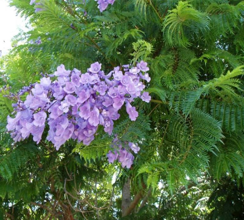 蓝花楹种子新种子庭院蓝楹花林木种子蓝花楹苗木种籽