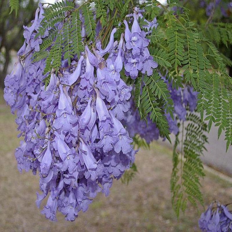 蓝花楹种子新种子庭院蓝楹花林木种子蓝花楹苗木种籽