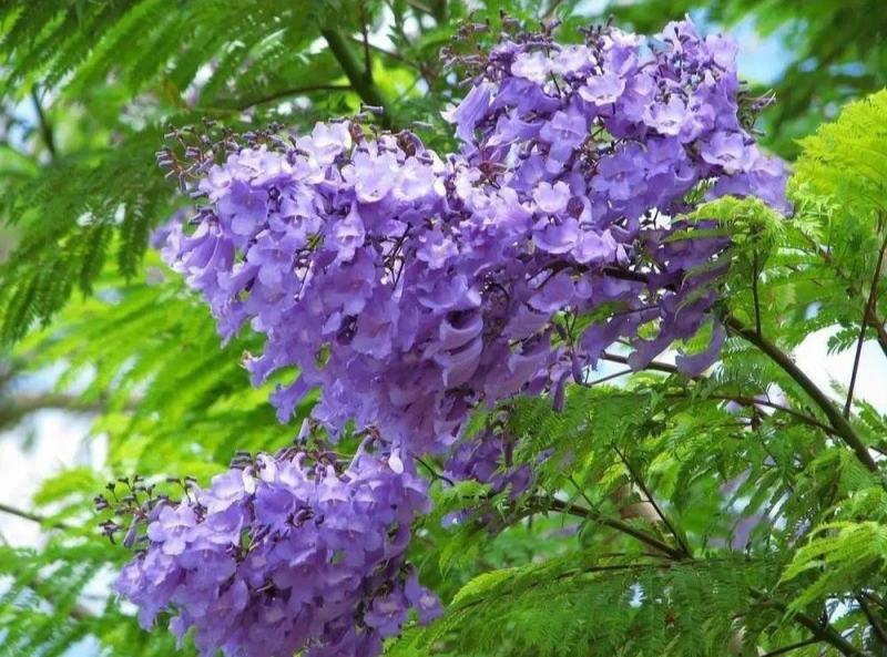 蓝花楹种子新种子庭院蓝楹花林木种子蓝花楹苗木种籽