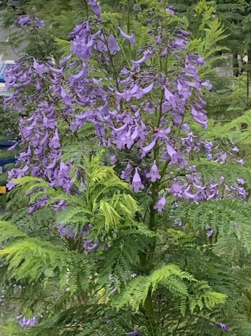 蓝花楹种子新种子庭院蓝楹花林木种子蓝花楹苗木种籽