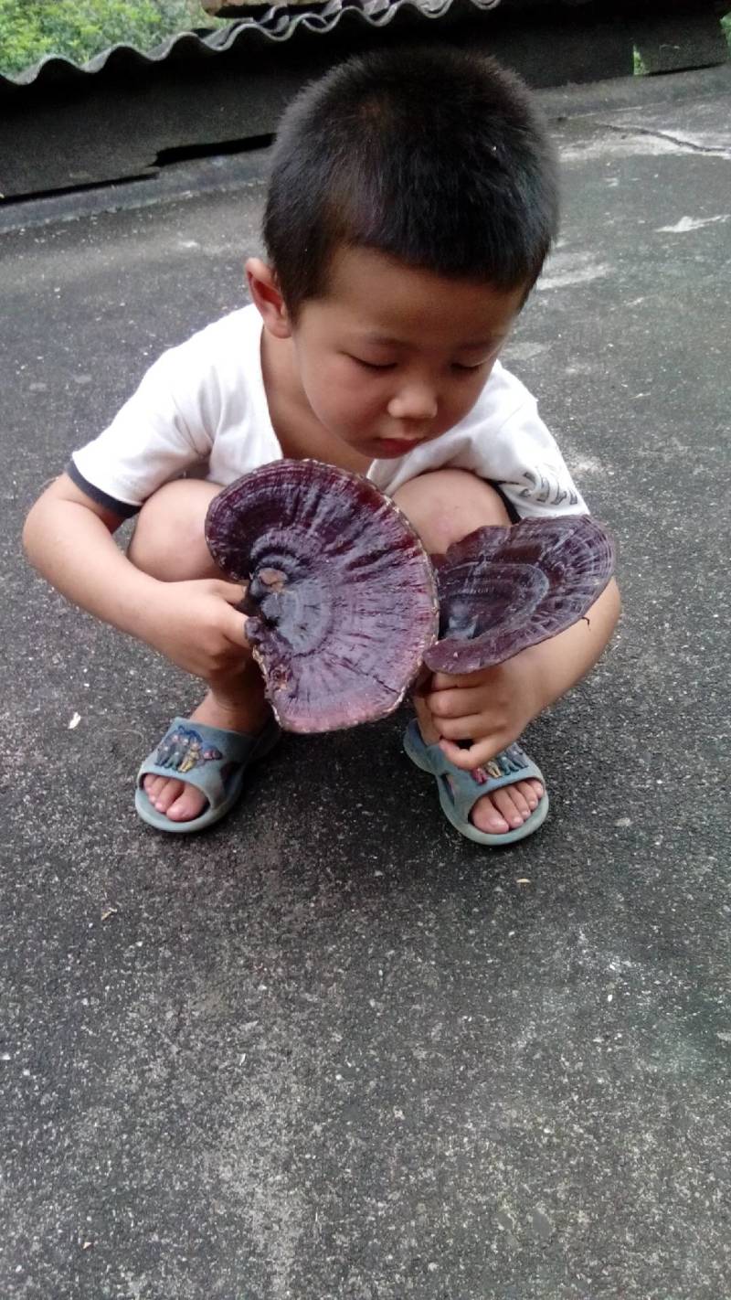 融安金桔，广西十万大山天然灵芝！