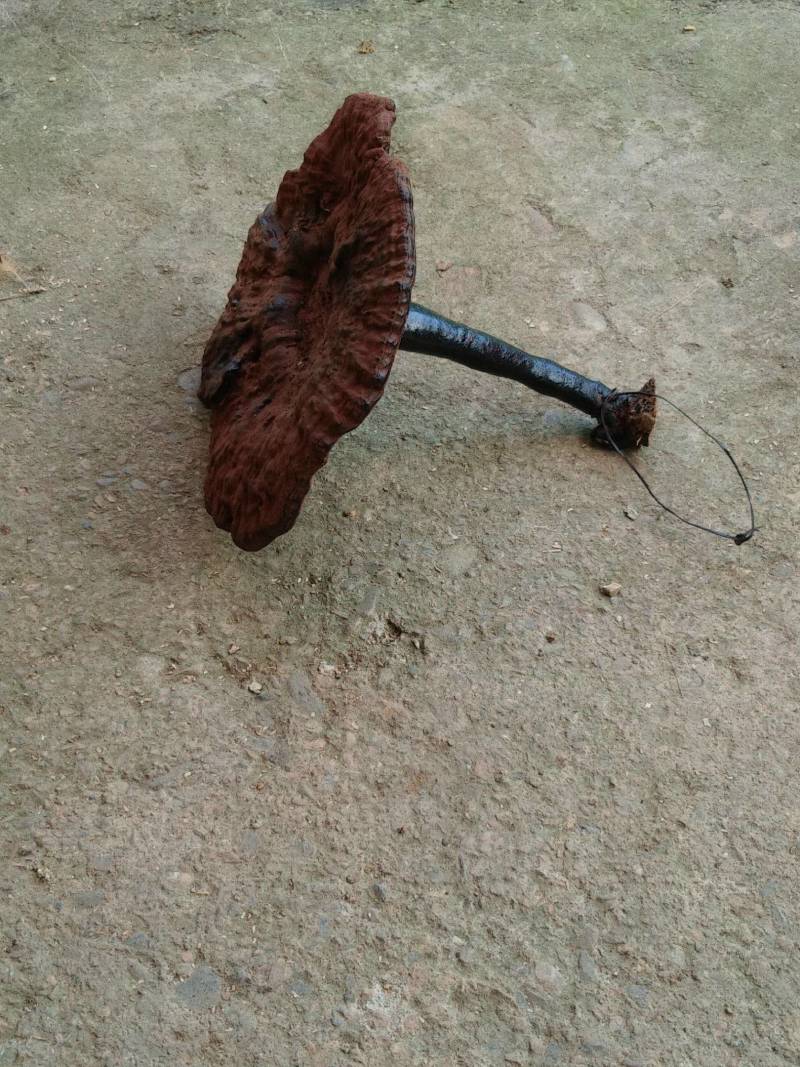 融安金桔，广西十万大山天然灵芝！