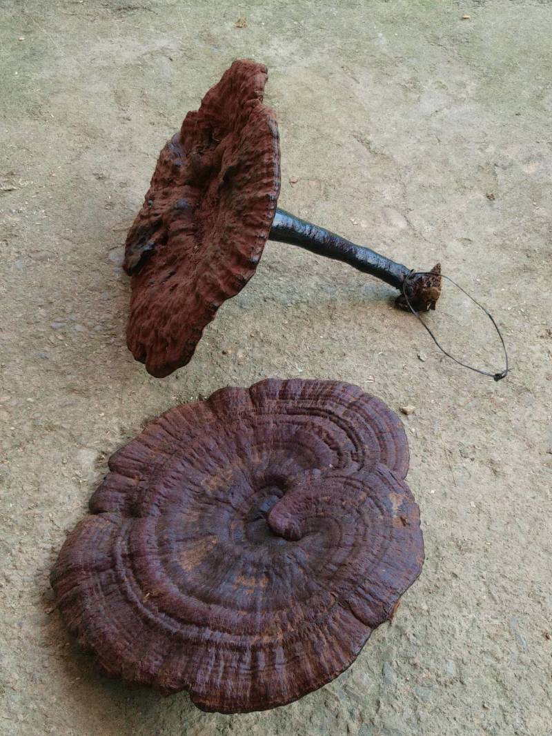 融安金桔，广西十万大山天然灵芝！