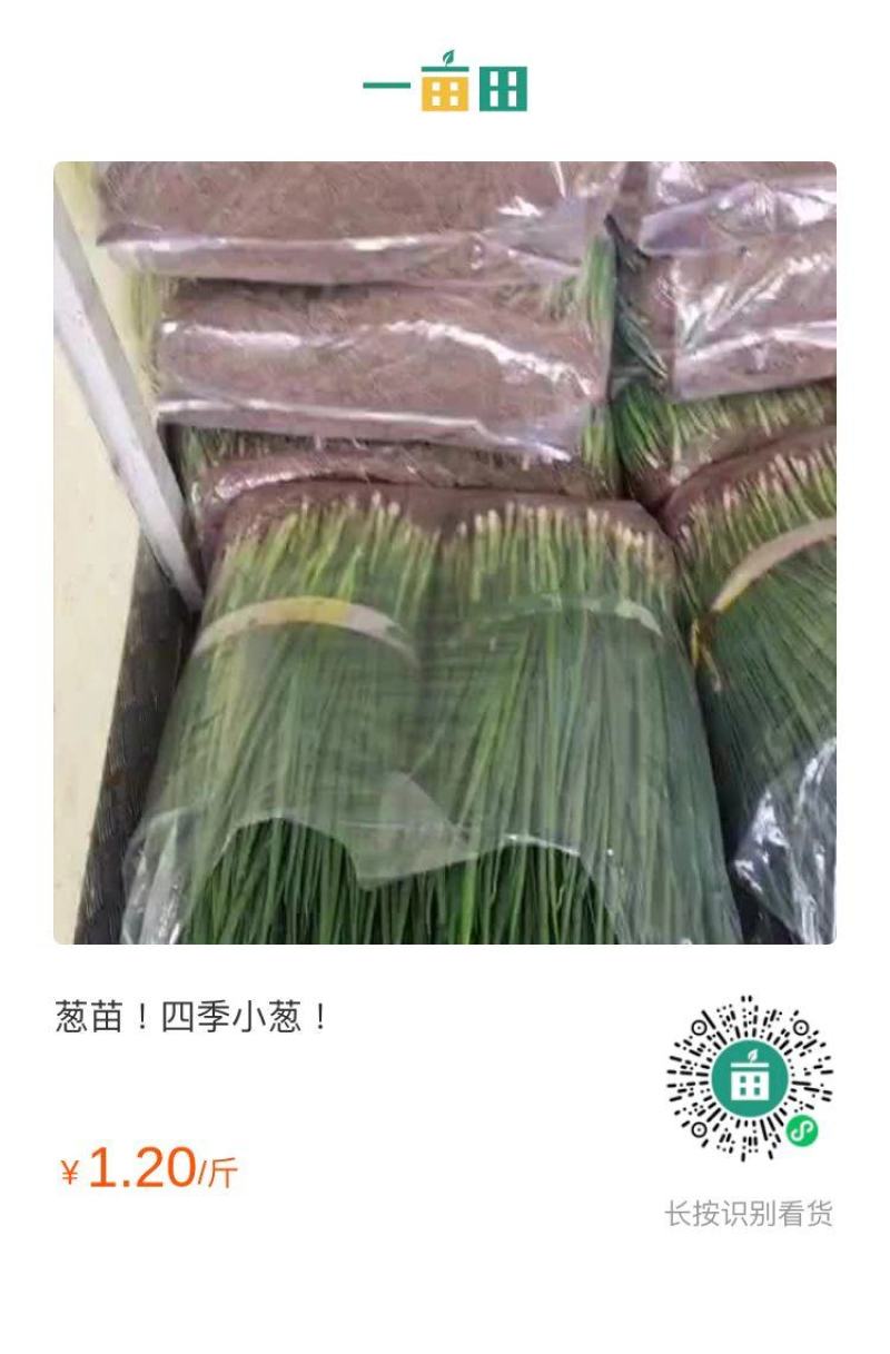 小葱！四季小葱！葱苗！