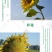 包邮）新货生瓜子批发炒熟原味五香向日葵花籽特大粒瓜子散装