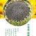 包邮）新货生瓜子批发炒熟原味五香向日葵花籽特大粒瓜子散装
