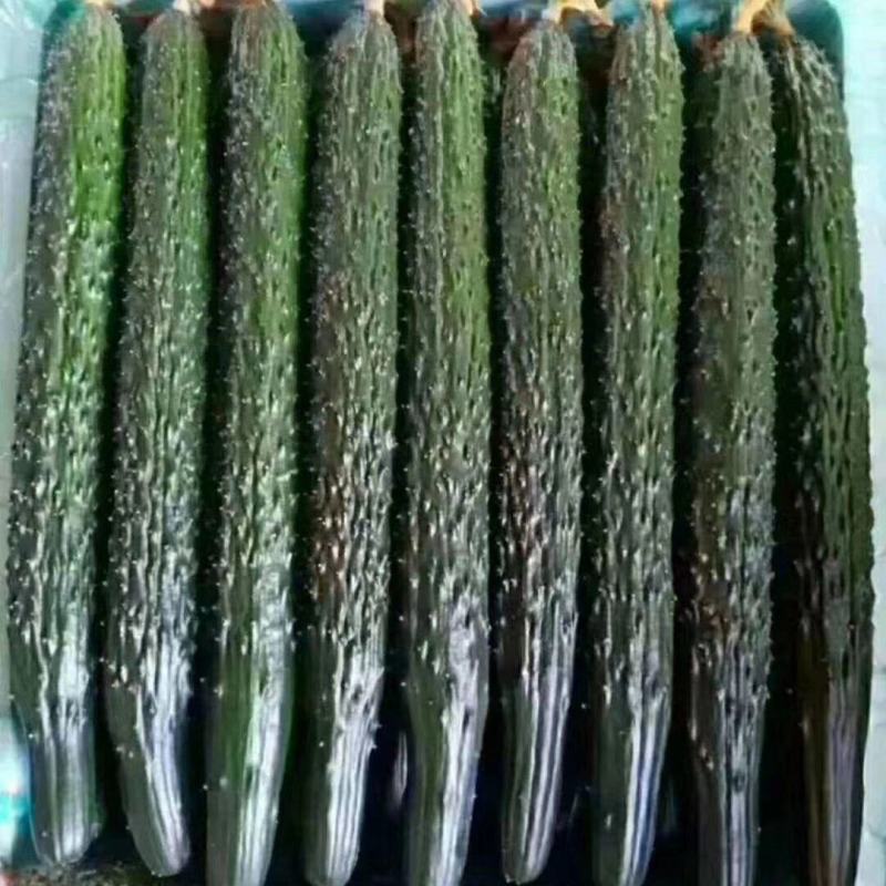 河北黄瓜精品质量发往全国质量保证价格便宜