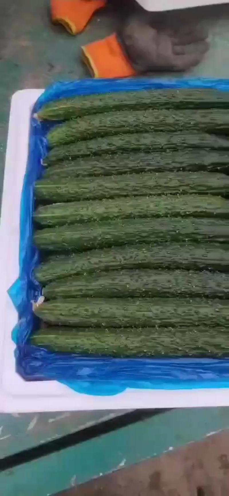 河北黄瓜精品质量发往全国质量保证价格便宜