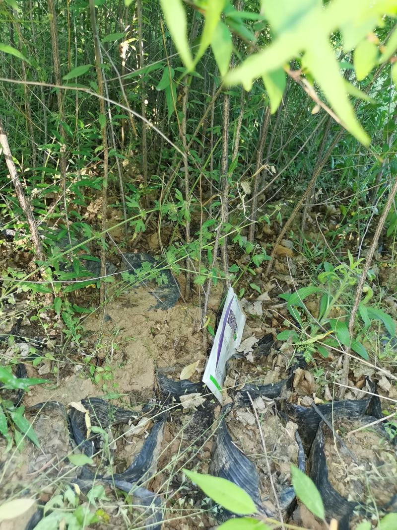 山桃苗营养杯山一公分山桃苗二公分山桃苗一年山桃苗二年山桃