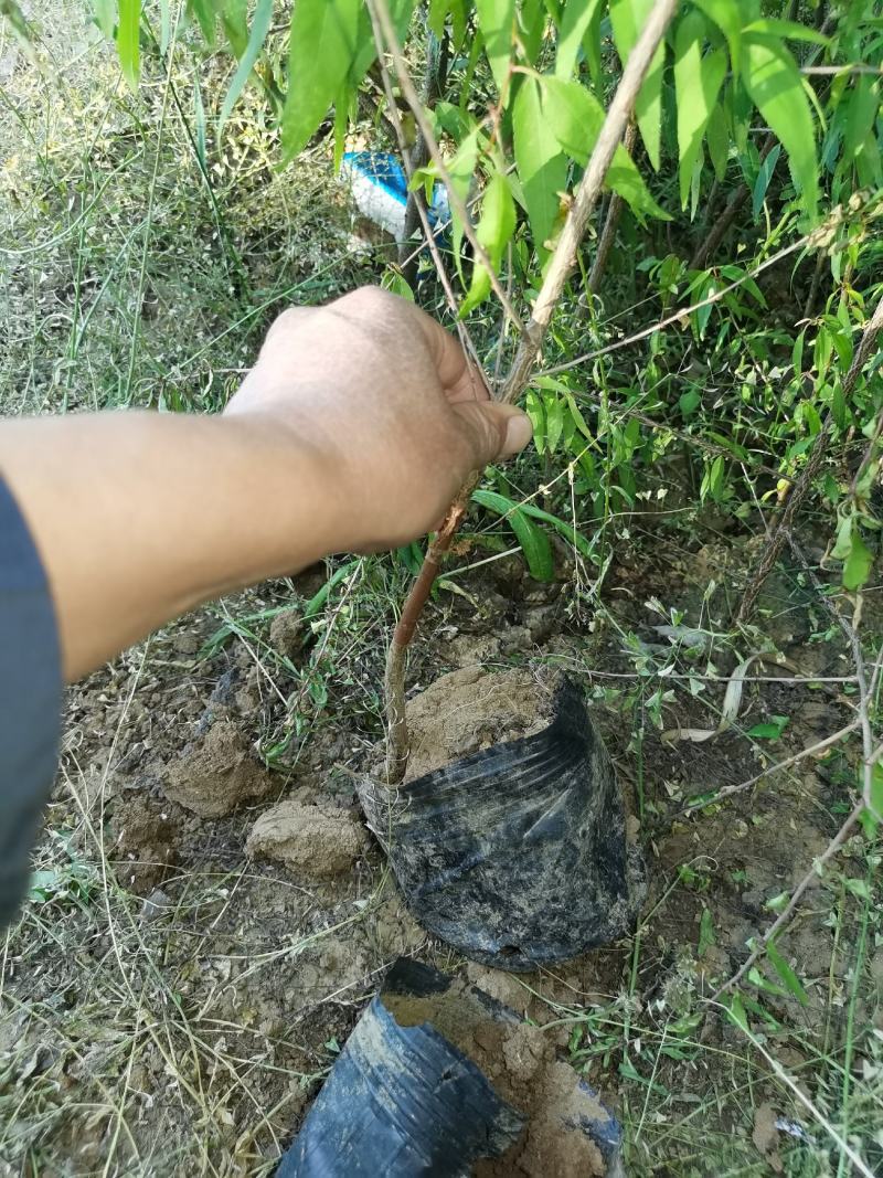 山桃苗营养杯山一公分山桃苗二公分山桃苗一年山桃苗二年山桃