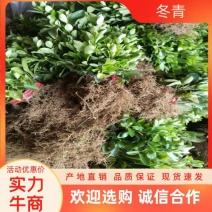 大叶黄杨苗又叫冬青冬青苗沭阳基地黄杨