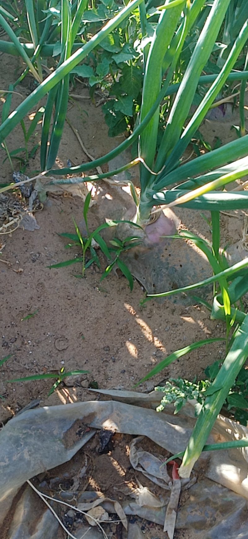 河南安阳洋葱质量保障产地直销量大从优欢迎订购