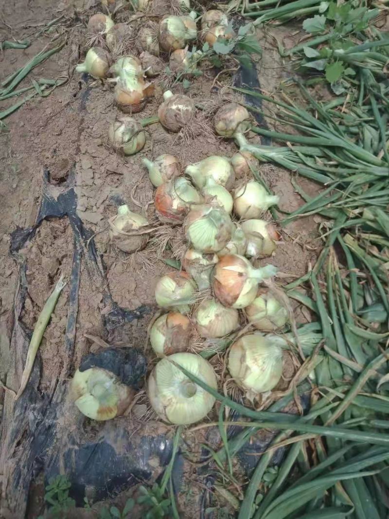 [精品]洋葱紫皮黄皮上市，8—10公分起步个头大质量好