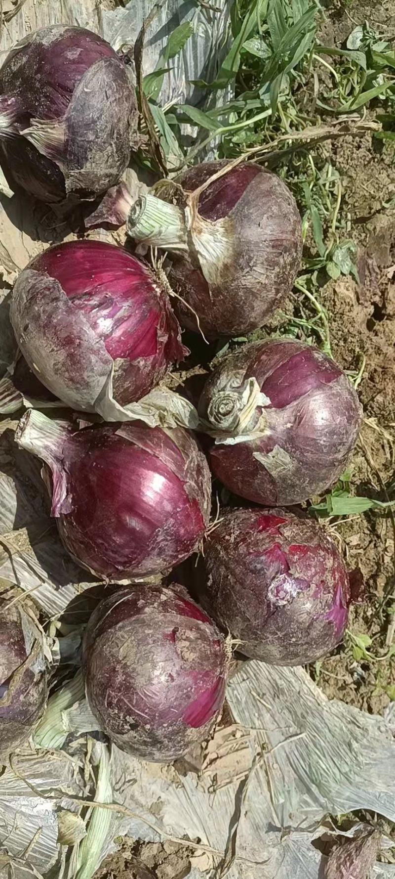 [精品]洋葱紫皮黄皮上市，8—10公分起步个头大质量好