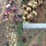 [精品]洋葱紫皮黄皮上市，8—10公分起步个头大质量好