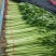 优质香芹，种植面积大，货源充足，高度55公分左右，质量好