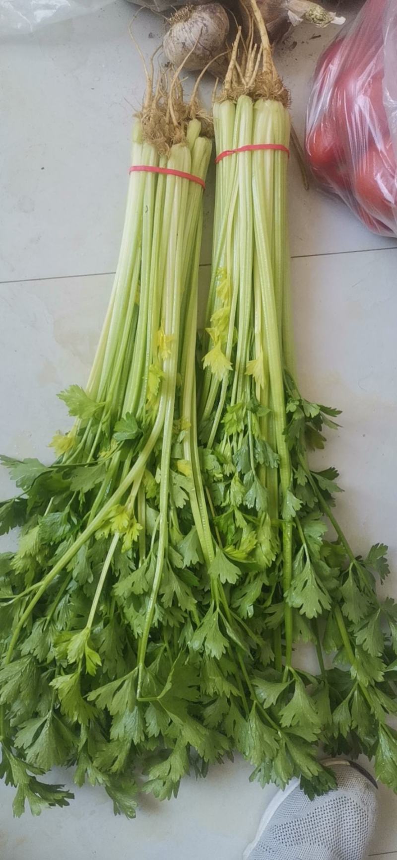 优质香芹，种植面积大，货源充足，高度55公分左右，质量好