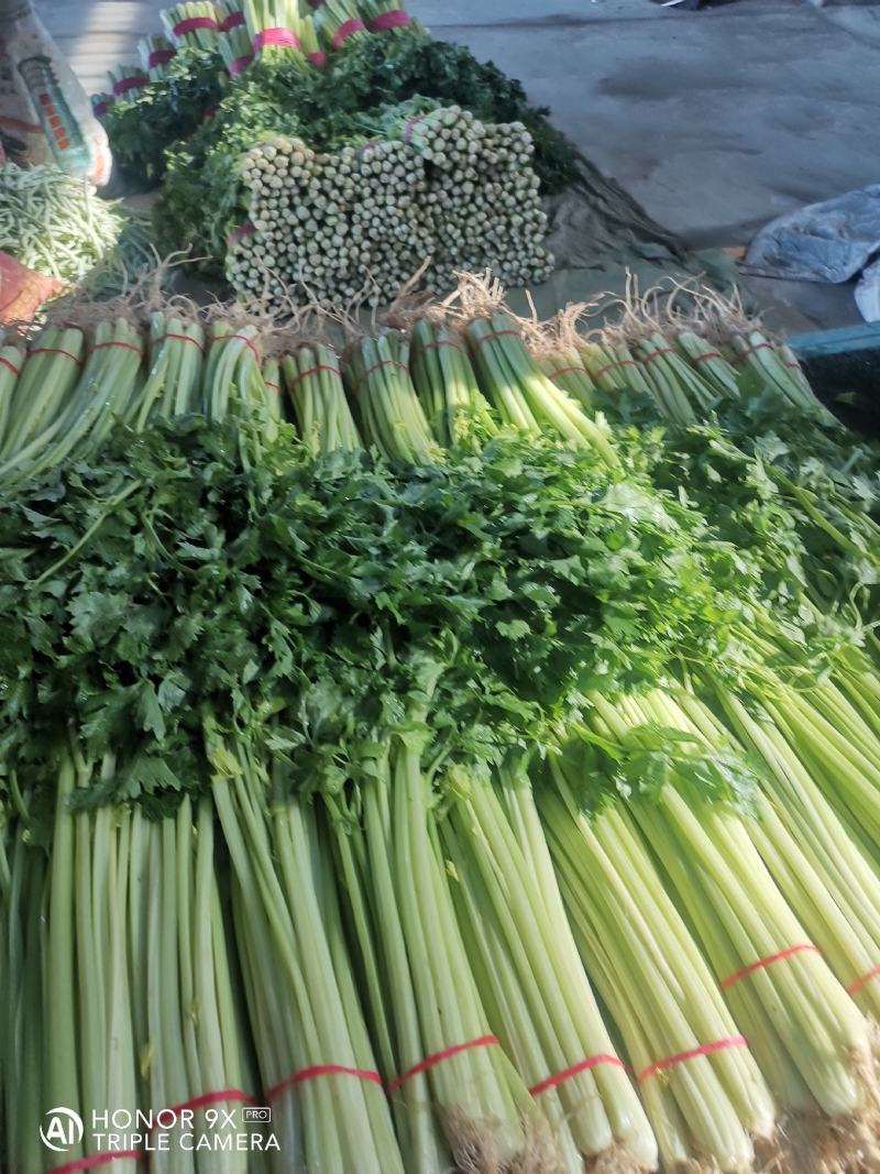 优质香芹，种植面积大，货源充足，高度55公分左右，质量好