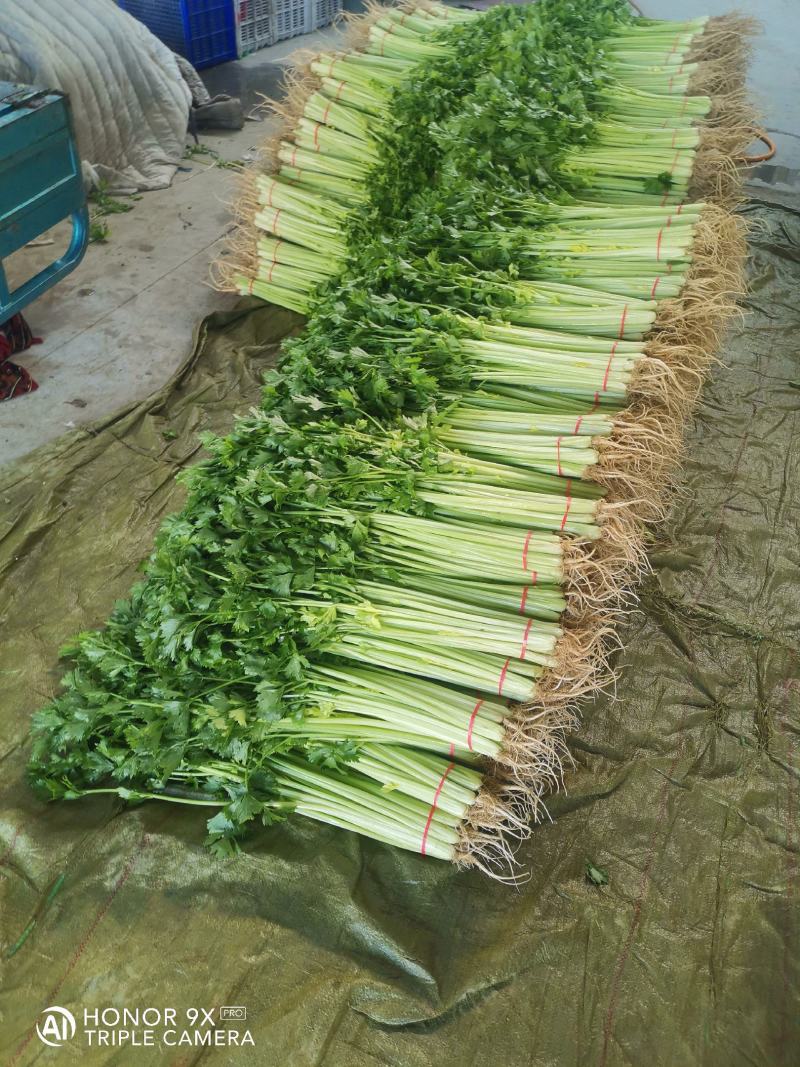 优质香芹，种植面积大，货源充足，高度55公分左右，质量好