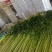 优质香芹，种植面积大，货源充足，高度55公分左右，质量好