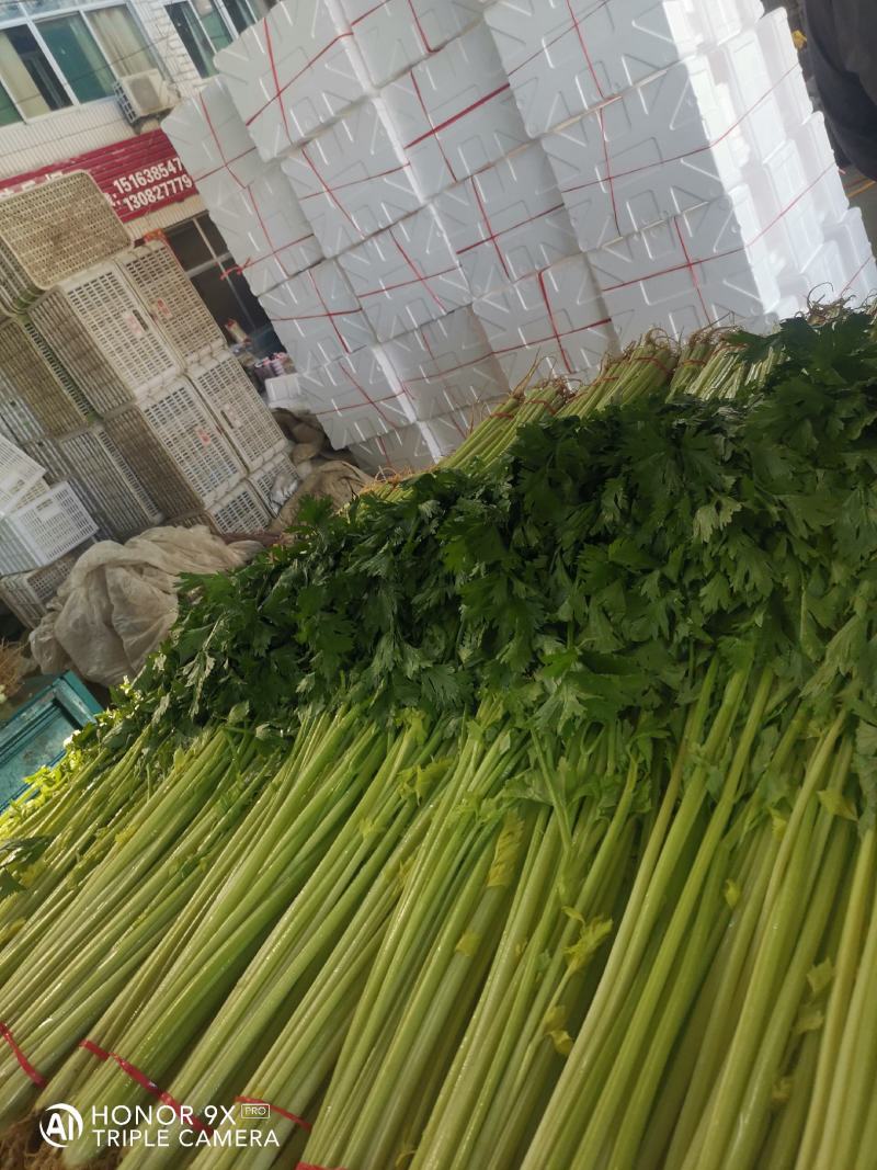 优质香芹，种植面积大，货源充足，高度55公分左右，质量好
