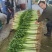 优质香芹，种植面积大，货源充足，高度55公分左右，质量好